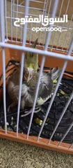  2 فرخ كوكاتيل مع قفص وسيريلاك جاهز للزق اليدوي