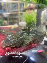  1 سلاحف مائية امازوني مميز جدا من النوادر تابع الوصف