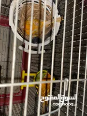  4 جوز كنار تحتي بيض سعر30