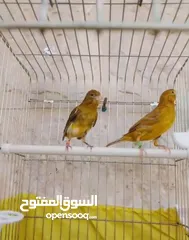  1 فحلين اول خيرهم مزابن واحد نحاسي واحد ذهبي
