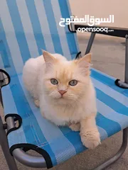  1 Cat for adoption