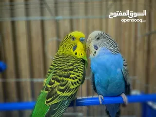  2 عصافير للبيع