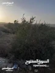  4 ارض مزروعة زيتون للبيع \ صوريف