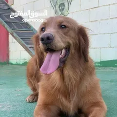  6 خدمه مبيت الكلاب وتدريبها