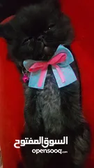  1 Available kittens for sale high quality breed Cats (Silver British breed & Scottish straight breed.)
