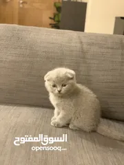  5 SCOTTISH FOLD AND BRITISH SHORT HAIR