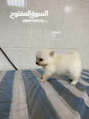  3 Baby Pomeranian in Dubai