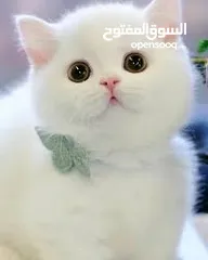  1 مطلوب قط صغير عمر أقل من شهرين يفضل تبني