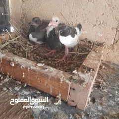  6 حمام منوع وملون