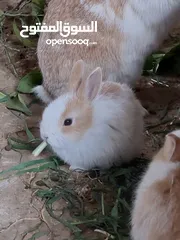  5 ارانب مميزه حجم صغير