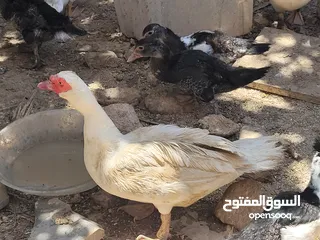  6 بطط مرتب لحم خرافي لانه مهتمين بغذائه يوجد أحجام مختلفه + يوجد حجل لحم مرتب + بيض بط+ بيض حجل