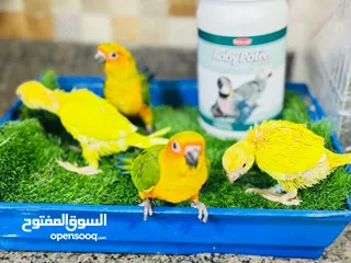  4 فرخين دره لاتينَو عين حمرا  تبارك الله العمر 70 يوم اسبوعين وبنفطمو