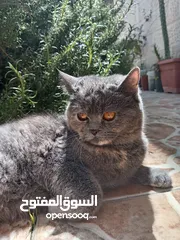  26 قطط عدد 5 بسعر مناسب جدا جدا ومغري مستوى عالي عالي جداً لعشاق التميز والإبداع قطط راغدول مكس وبريتش