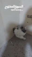  2 دجاج للبيع