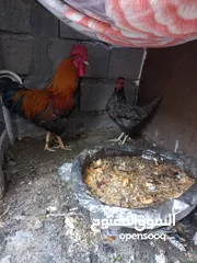  3 دجاج عرب ديج ودجاجه