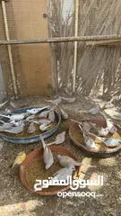  13 Dove bird pigeon دوف مكس للمهتمين للتربية منتج