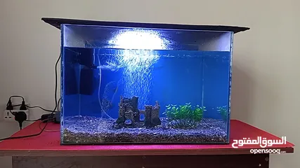  8 Fish tank with all accessories table and fish