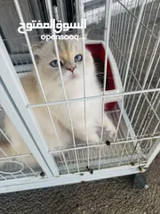  4 قطة مكس بين هملايا وسكوتش