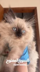  1 قط همالايا شوكليت للبيع
