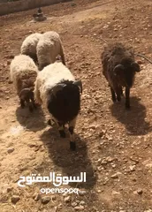  1 خرفان اضاحي