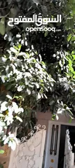  7 شجره مطاط زينا