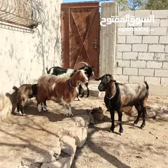  5 عنزتين وتيس البينو اصلي للبيع