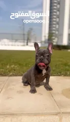  13 Female French bulldog with colored eyes  انثي فرنش بولدوج عمرها 5 شهور بعيون ملونه .. متدربه ومتطعمه