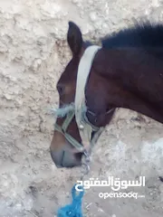  3 حصان للبيع