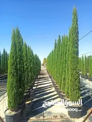  27 الحديقه والمنزل جميع انواع الاشجار المثمرة والأشجار الحرجيه ونباتات الزينة