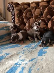  4 Chihuahua puppies