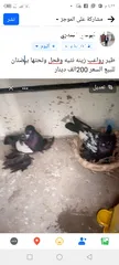  2 طيور زينه نثيه وفحل وجواهن  بيضتين