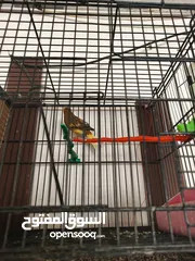  1 عصافير كنار لا بيع او بدل