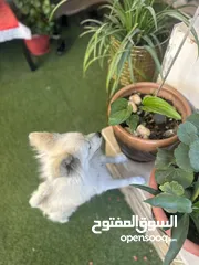  5 كلب مالتيز (فرنش تيرير) للبيع بيلي