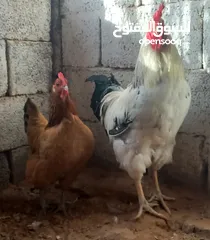  4 اقراء الوصف