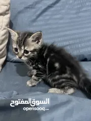  3 قط ذكر عمرو شهرين تقريبا