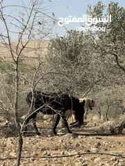  4 حمارة غنم، عمر سنتين صحة ممتازة