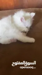  6 قطة شيرازي بيضاء ~ للبيع بسعر رمزي ^