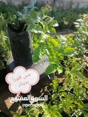  30 اشتال للبيع يتوفر اشتال منوعه وجميله