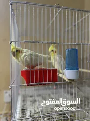  1 زوج كوكتيل اليف كلش وع وشك بيض عدي فيدوهات اله هوا يتزاوج