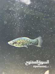  10 اسماك زينة ومفترسة باشكال واحجام ولا اجمل