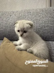  3 قطط سكوتش فولد للبيع