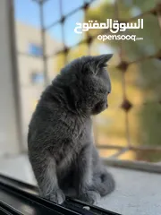  5 قط سكوتش ميكس بريتش