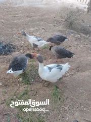  2 وز للبيع وارانب للبيع