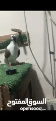  5 حمام للبيع  بربريسي.
