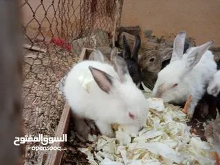  4 أرنب للبيع