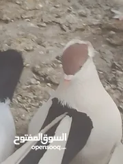  3 حمام لببيع