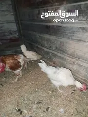 3 تسع دجاجات لمبرجيني اسود نخب عمرهم سنة تقريباً فتحوا عندي وببيضوا ومنهم وحده راقدة وجاجتين وديك لوهم