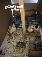  2 بط للبيع عدد 2 عمر شهرين