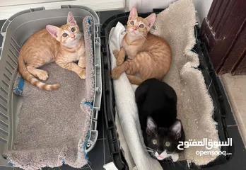  1 3 cute kitten  for free adoption