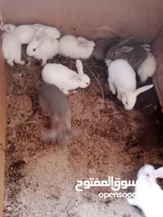  5 أرانب بلدي و فرنسي للبيع  ديوك بلدي للبيع
